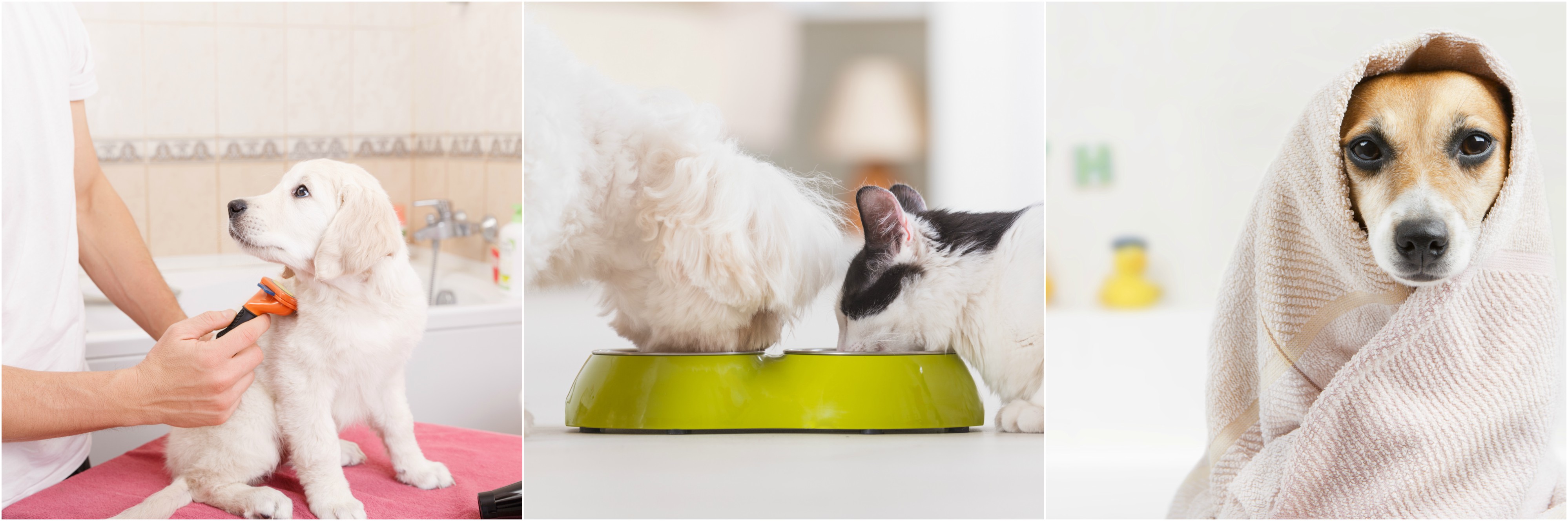 Consider brushing your pet regularly, feeding them a quality diet, and involve a specialized bath time into your regular routine to help keep your pet’s shedding under control.