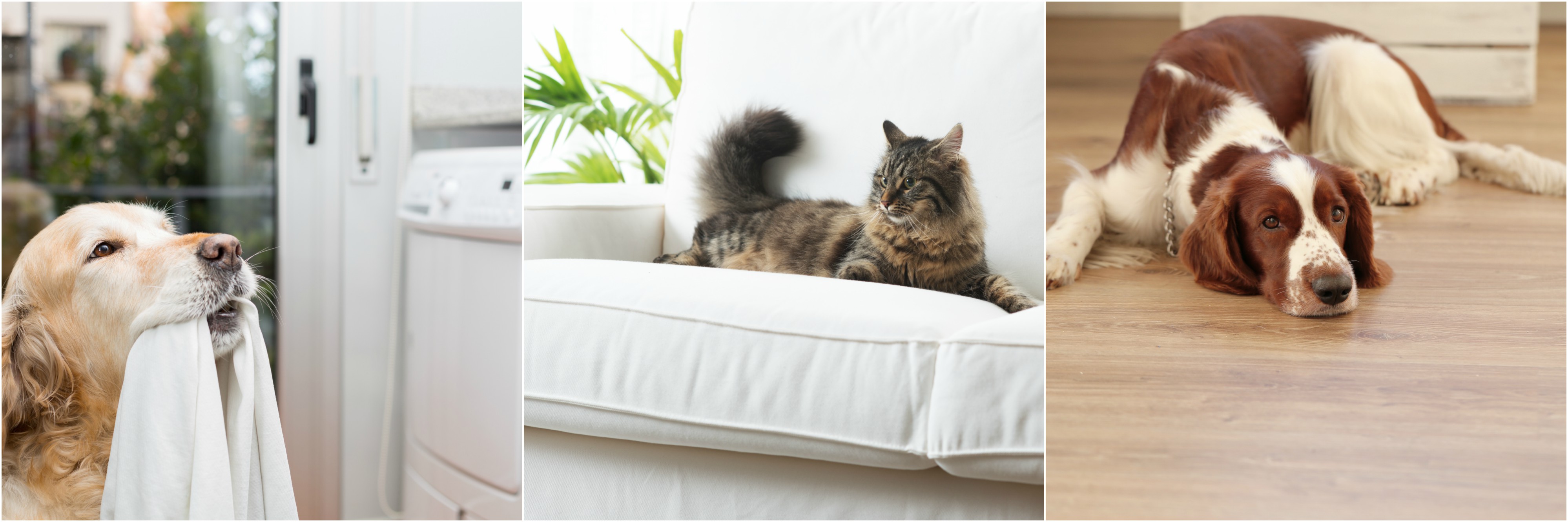 Your pets love to lounge around the apartment, but try to keep your clothing out of reach, and simple items such as lint rollers and microfiber towels on hand for quick cleaning.